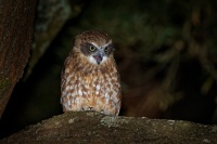 Sovka bubuk - Ninox boobook - Southern Boobook 5968